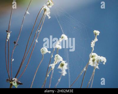 Fleurs du vent allées à la graine, blanches et cotonneuses et couvertes de toile d'araignées Banque D'Images