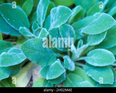 Feuilles de plante d'oreille d'agneau poussant dans un endroit ombragé, jardin subtropical australien Banque D'Images