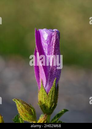 Un bourgeon glorieux de fleur mauve mauve, Alyogyne huegelli ou Lilac Hibiscus sur le point de fleurir dans un jardin australien subtropical Banque D'Images