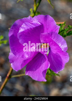 Pétales glorieux de fleur mauve mauve, Alyogyne huegelli ou Lilac Hibiscus plante en fleur dans un jardin côtier australien subtropical Banque D'Images