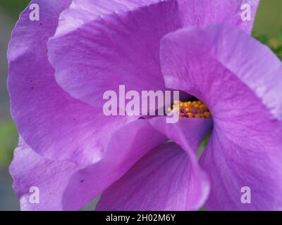 Fleurs d'hiver, Macro de pétales glorieux de fleur mauve mauve, Alyogyne huegelli, Lilac Hibiscus en fleur dans le jardin côtier australien subtropical Banque D'Images