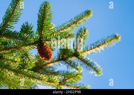 Un cône de pin naturel qui pousse des branches épineuse par temps ensoleillé.Mise au point en premier plan Banque D'Images