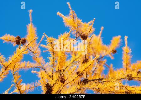 Branche jaune de l'arbre Larch Larix decidua avec des cônes à l'automne sur fond de ciel bleu.Mise au point douce et sélective au premier plan. Banque D'Images