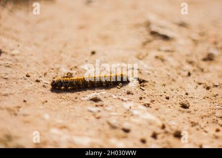 Caterpillar rampant au sol en gros plan | vue du sol avec vis sans fin photo de la chenille velue orange-blanche au sol Banque D'Images