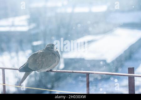 Pigeon gèle dans le froid fluant ses plumes assis sur le balcon balustrade avec des flocons de neige tombant autour | belle scène d'hiver Banque D'Images