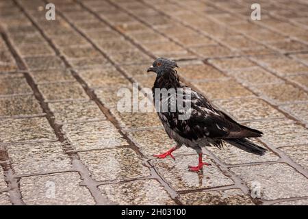 Pigeon mouillé marchant sur un trottoir | photo rapprochée de pigeon sous la pluie marchant sur le pavé Banque D'Images