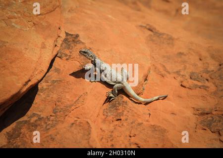 Lézard assis sur la roche orange au soleil | photo de haut en bas d'un lézard se prélassant au soleil, bain de soleil Banque D'Images