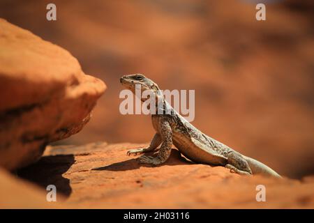 Lézard assis sur la roche orange au soleil | gros plan d'un lézard se prélassant au soleil, baignant de soleil Banque D'Images