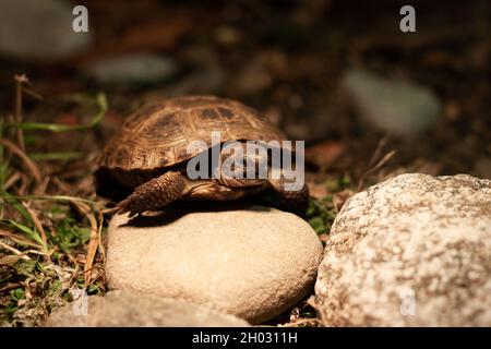 Petite tortue russe dans un terrarium aux rochers et à l'herbe | petite tortue de steppe se prélassant sur un rocher sous l'ampoule de la photo de face Banque D'Images