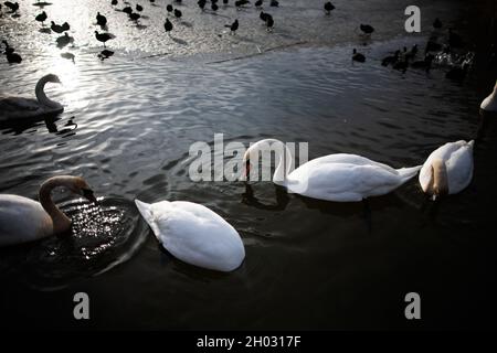 Les cygnes et les cuisiniers eurasiens se nourrissant dans l'eau partiellement gelée dans le lac gelé en hiver le jour ensoleillé Banque D'Images