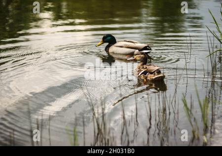 Couple de canards flottant sur l'eau reflétant le ciel et les arbres | canards colverts DWO nageant sur le lac avec de l'herbe à roseaux au premier plan Banque D'Images