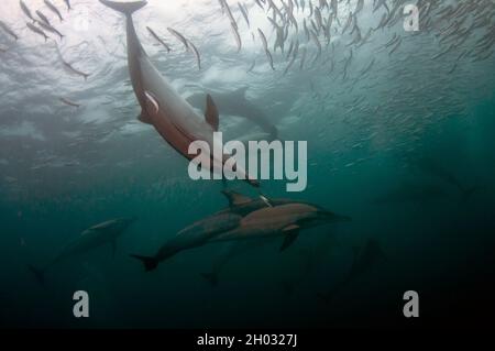 Dauphins à bec long, Delphinus capensis, se nourrissant sur baitball de chards d'Afrique australe, Sardinops sagax, Port St. Johns, Wild Coast Banque D'Images