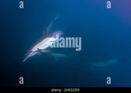 Dauphins à bec long, Delphinus capensis, se nourrissant sur baitball de chards d'Afrique australe, Sardinops sagax, Port St. Johns, Wild Coast Banque D'Images