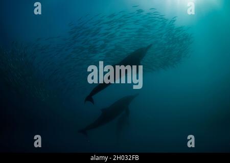 Dauphins à bec long, Delphinus capensis, se nourrissant sur baitball de chards d'Afrique australe, Sardinops sagax, Port St. Johns, Wild Coast Banque D'Images