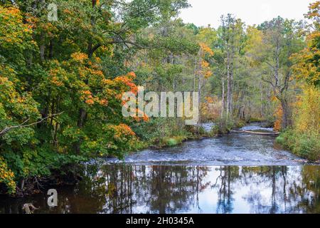 Rivière dans la forêt aux couleurs de l'automne Banque D'Images