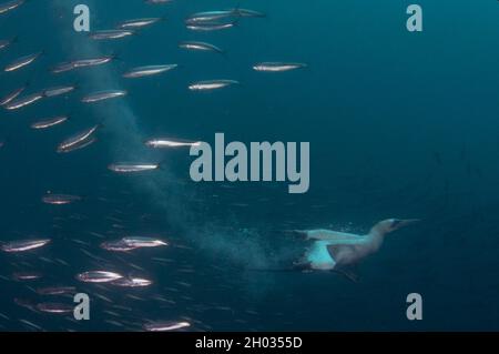 Cap Gannet, Morus capensis, en voie de disparition, avec panache de la plongée à l'école des vergers d'Afrique australe, Sardinops sagax, Port St. Johns Banque D'Images