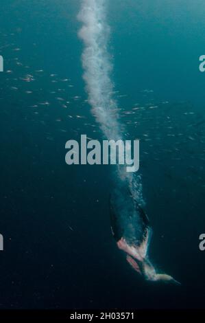 Cap Gannet, Morus capensis, en voie de disparition, avec panache de la plongée à l'école des vergers d'Afrique australe, Sardinops sagax, Port St. Johns Banque D'Images