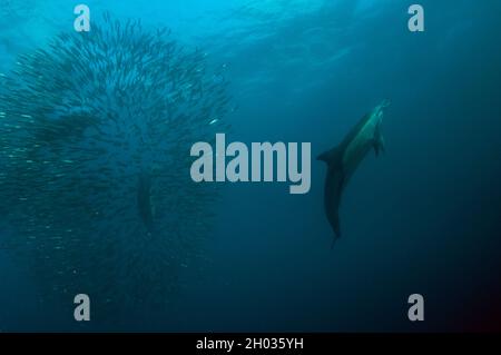 Dauphins à bec long, Delphinus capensis, se nourrissant sur baitball de chards d'Afrique australe, Sardinops sagax, Port St. Johns, Wild Coast Banque D'Images