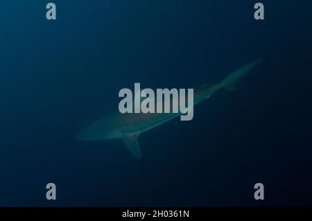 Requin cuivré, Carcharhinus brachyurus, proche menacé, Port St. Johns, Côte sauvage,Cap oriental, Transkei, Afrique du Sud, Afrique, Océan Indien Banque D'Images