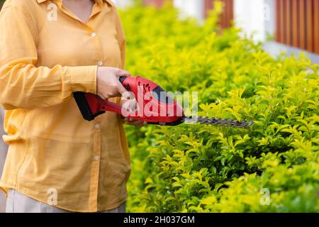 gros plan à l'aide d'une plante électrique sans fil de taille et de taille de haies dans le jardin à la maison Banque D'Images