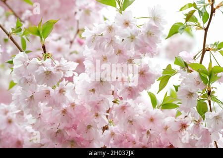 Prunus «accolade» (cerisier ornemental «accolade», cerisier à fleurs «accolade».Fleurs rose pâle à la fin du printemps/au début de l'été Banque D'Images