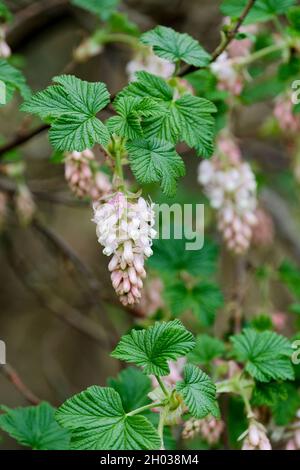 Ribes Sanguineum 'Tydeman's White', cassis à fleur 'Tydeman's White'.Fleurs rose pâle/blanches à la fin de l'hiver/au début du printemps Banque D'Images