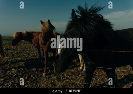 Chevaux islandais dans le domaine du paysage naturel pittoresque de l'Islande.Photo de haute qualité Banque D'Images