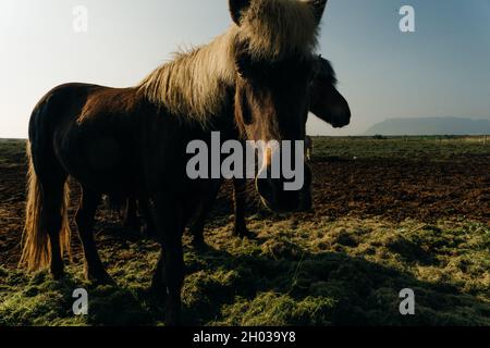 Chevaux islandais dans le domaine du paysage naturel pittoresque de l'Islande.Photo de haute qualité Banque D'Images