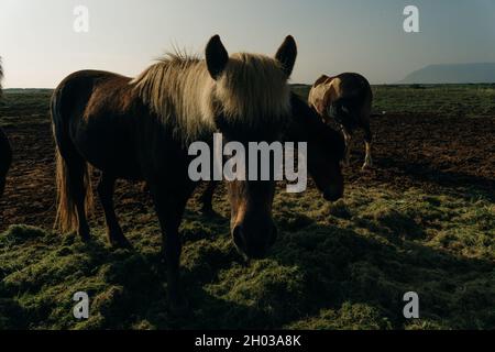 Chevaux islandais dans le domaine du paysage naturel pittoresque de l'Islande.Photo de haute qualité Banque D'Images