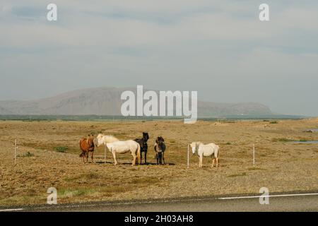 Chevaux islandais dans le domaine du paysage naturel pittoresque de l'Islande.Photo de haute qualité Banque D'Images