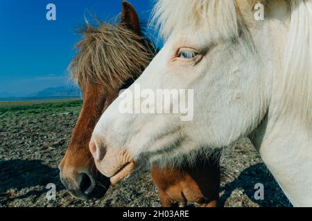 Chevaux islandais dans le domaine du paysage naturel pittoresque de l'Islande Banque D'Images