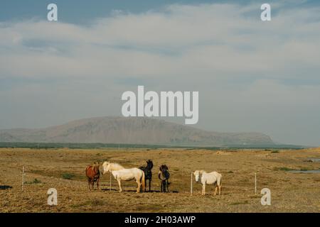 Chevaux islandais dans le domaine du paysage naturel pittoresque de l'Islande Banque D'Images