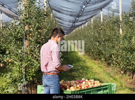 Beau fermier avec tablette debout à côté de la grande caisse en plastique pleine de pommes dans le verger moderne Banque D'Images