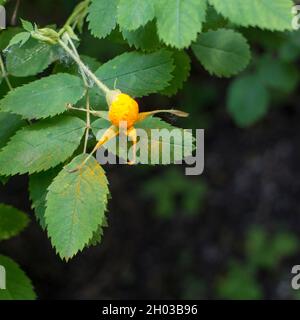 Rouille sur les hanches de la canina Rosa. Photo de haute qualité Banque D'Images