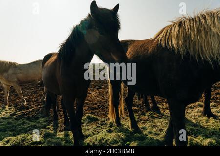 Chevaux islandais dans le domaine du paysage naturel pittoresque de l'Islande Banque D'Images