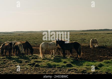 Chevaux islandais dans le domaine du paysage naturel pittoresque de l'Islande Banque D'Images