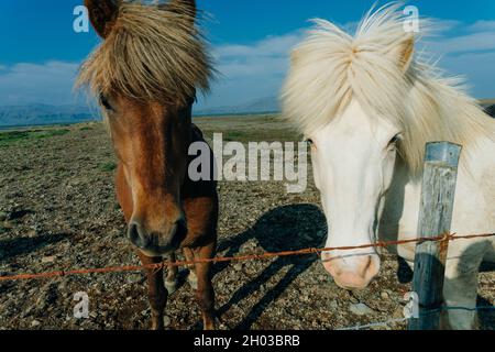 Chevaux islandais dans le domaine du paysage naturel pittoresque de l'Islande Banque D'Images