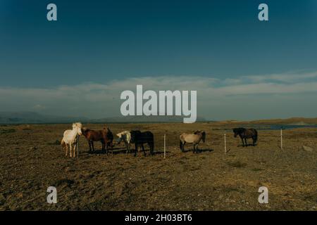 Chevaux islandais dans le domaine du paysage naturel pittoresque de l'Islande Banque D'Images