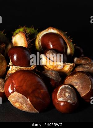 La graine ou le conker du châtaignier est enchâssée dans un boîtier rond à épines jusqu'à ce qu'il soit mûr et prêt à être dispersé. Le boîtier s'ouvre alors Banque D'Images