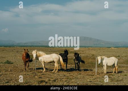 Chevaux islandais dans le domaine du paysage naturel pittoresque de l'Islande Banque D'Images