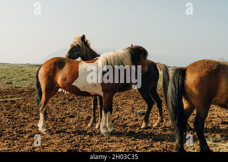 Chevaux islandais dans le domaine du paysage naturel pittoresque de l'Islande Banque D'Images