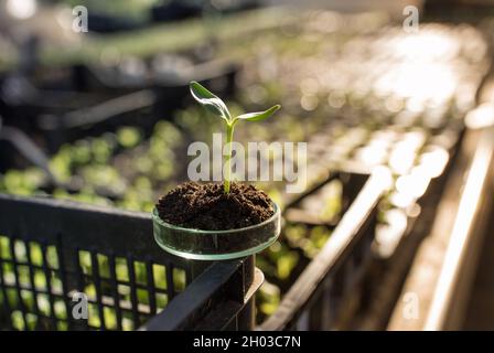 Gros plan de la pousse dans la boîte de Petri avec le sol en serre.Concept de protection et d'entretien des plantes Banque D'Images