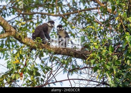 Singe à queue rouge - Cercopithecus ascanius, singe timide rare des forêts africaines, forêt de Budongo, Ouganda. Banque D'Images
