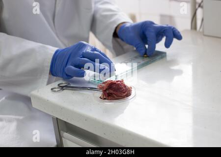 Fermez les mains des vétérinaires préparant des échantillons de viande de porc pour l'inspection de trichinella Banque D'Images