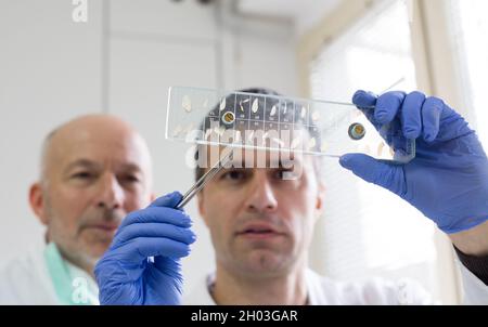 Deux biologues qui examinent des échantillons de viande de porc sur verre de glissement pour la maladie de trichinella Banque D'Images