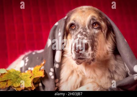 Grand chien de berger allongé sur un canapé sous la couverture à motif écossais et les feuilles d'automne Banque D'Images