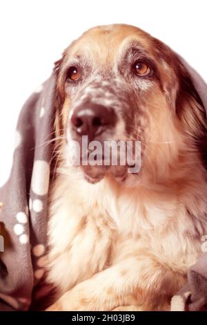 Grand chien de berger sur un canapé sous le écossais Banque D'Images