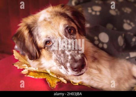 Grand chien de berger allongé sur un canapé sous la couverture à motif écossais et les feuilles d'automne Banque D'Images