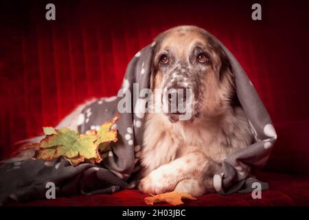 Grand chien de berger allongé sur un canapé sous la couverture à motif écossais et les feuilles d'automne Banque D'Images