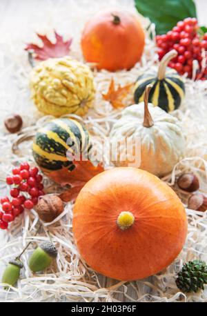 Composition d'automne, saison d'automne confortable, citrouilles et feuilles sur fond de bois. Symbole de fête de Thanksgiving, plat Banque D'Images